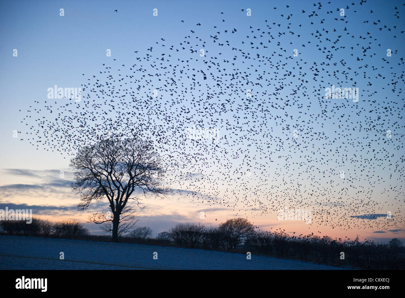 Per gli storni Sturnus vulgarus arriva di notte tempo roost vicino a Gretna Scozia Dicembre Foto Stock