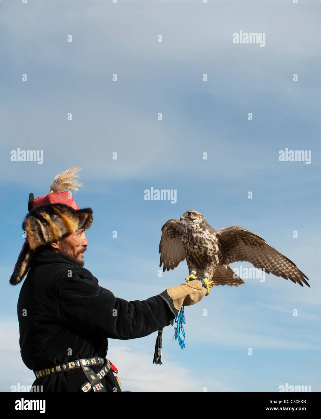 Kazhak Falconer con Saker Falcon ad eagle hunters festival in Mongolia occidentale Foto Stock