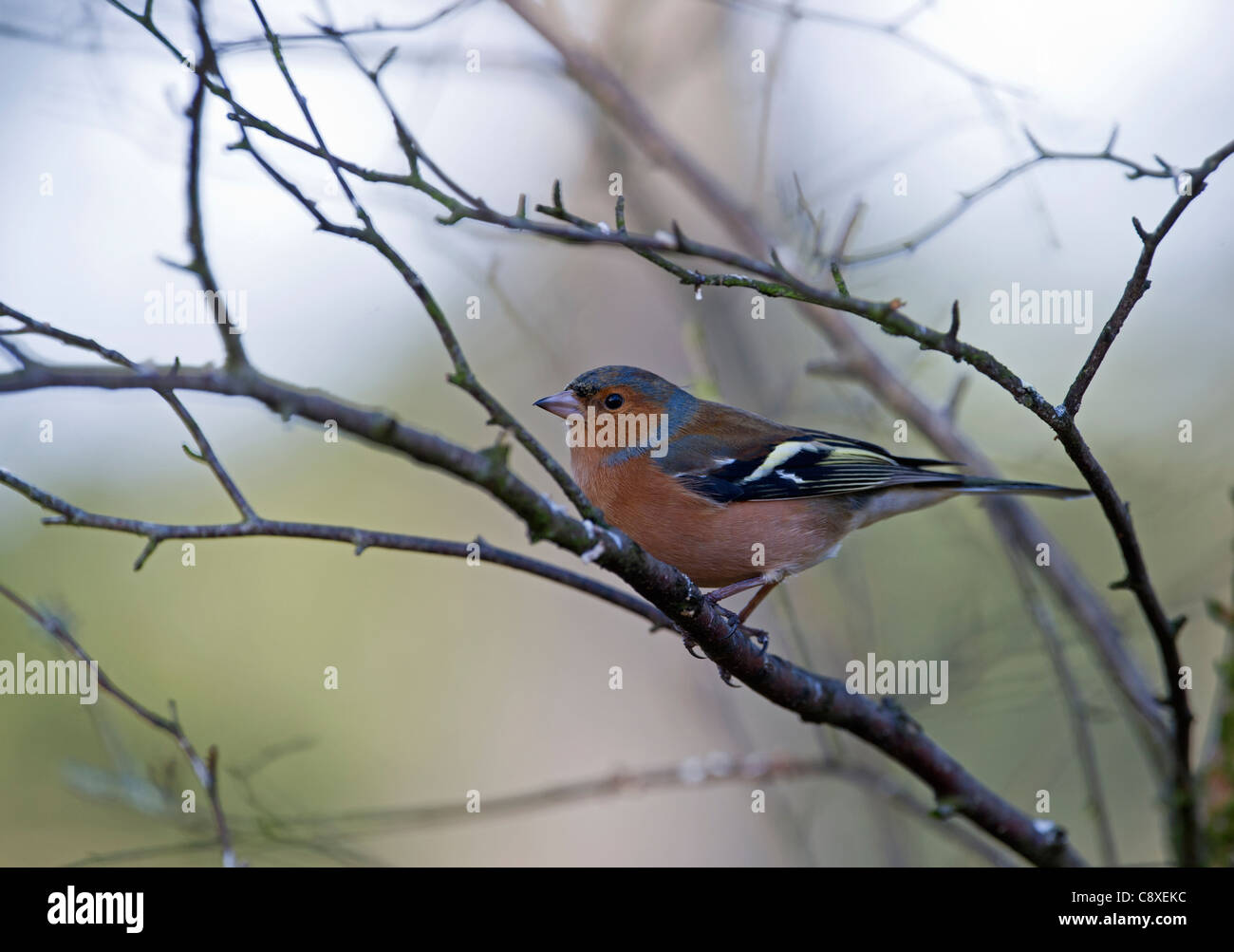 Fringuello Fringilla coelebs Scozia maschio inverno Foto Stock