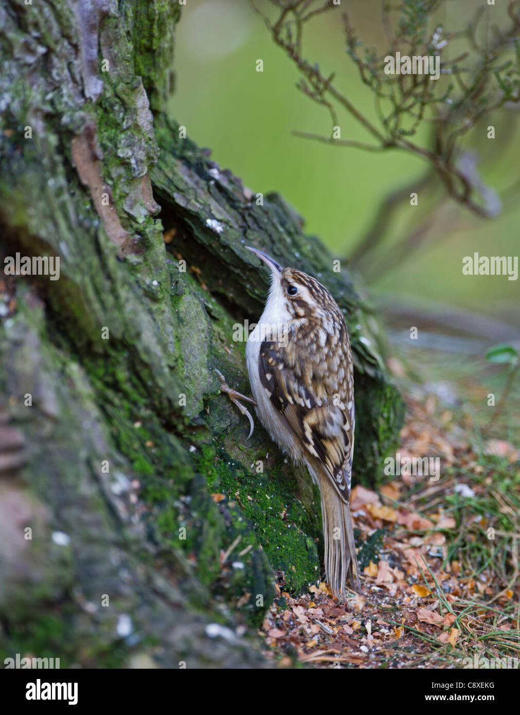 Rampichino alpestre Certhia familiaris Scozia inverno Foto Stock