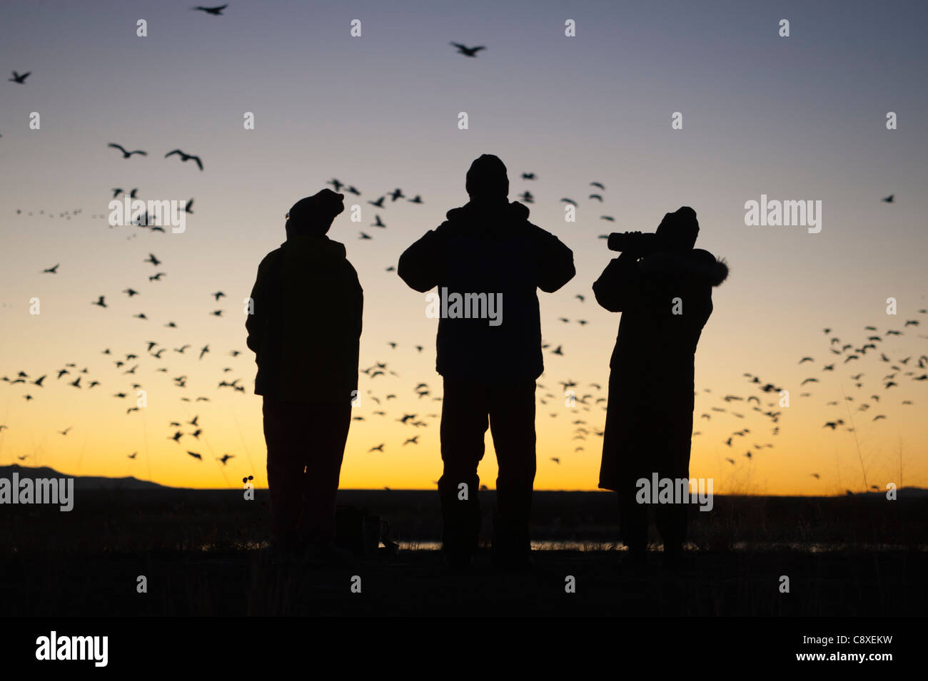 Birders guardando dawn volo di oche delle nevi a Bosque del Apache Nuovo Messico USA Novembre Foto Stock