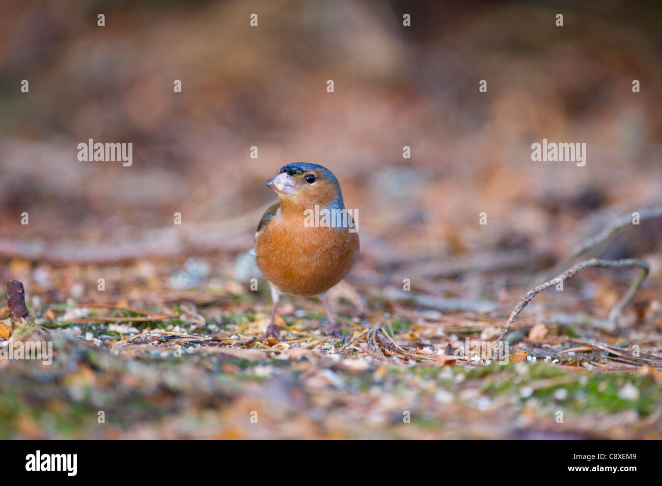 Fringuello Fringilla coelebs Scozia maschio inverno Foto Stock