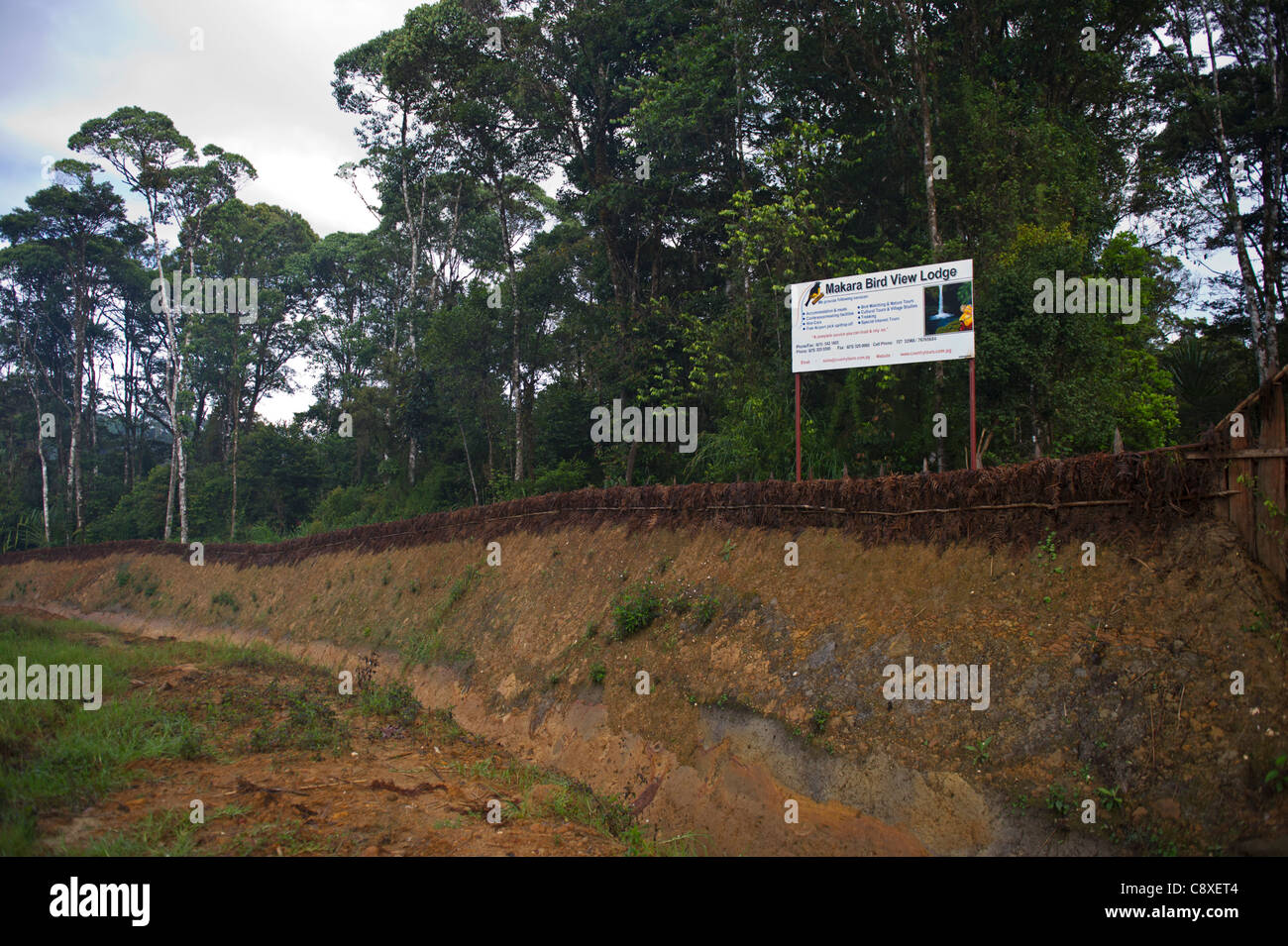 Makara che Bird View Lodge Tari Southern Highlands di Papua Nuova Guinea Foto Stock