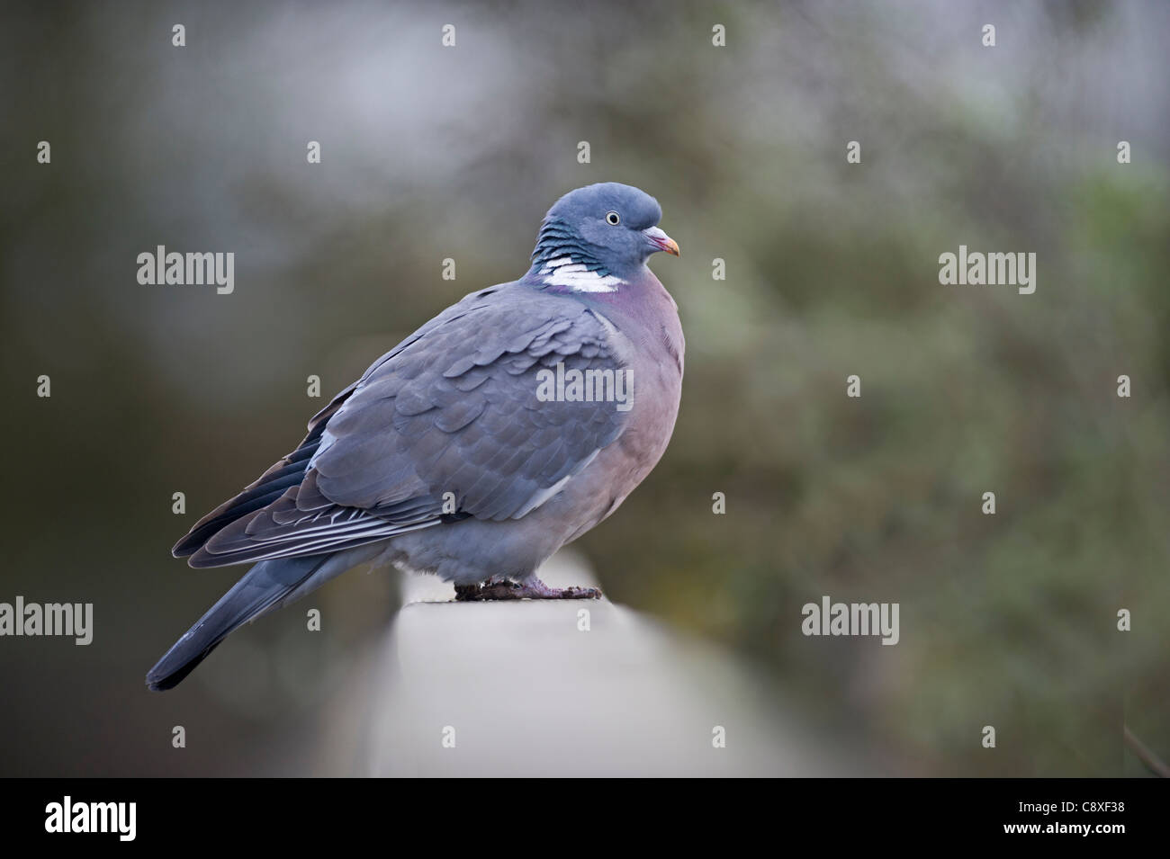 Colombaccio Columba palumbus Norfolk inverno Foto Stock