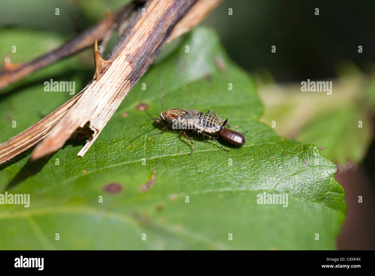 Minor scarafaggio; Ectobius panzeri; femmina con uovo caso; Regno Unito Foto Stock