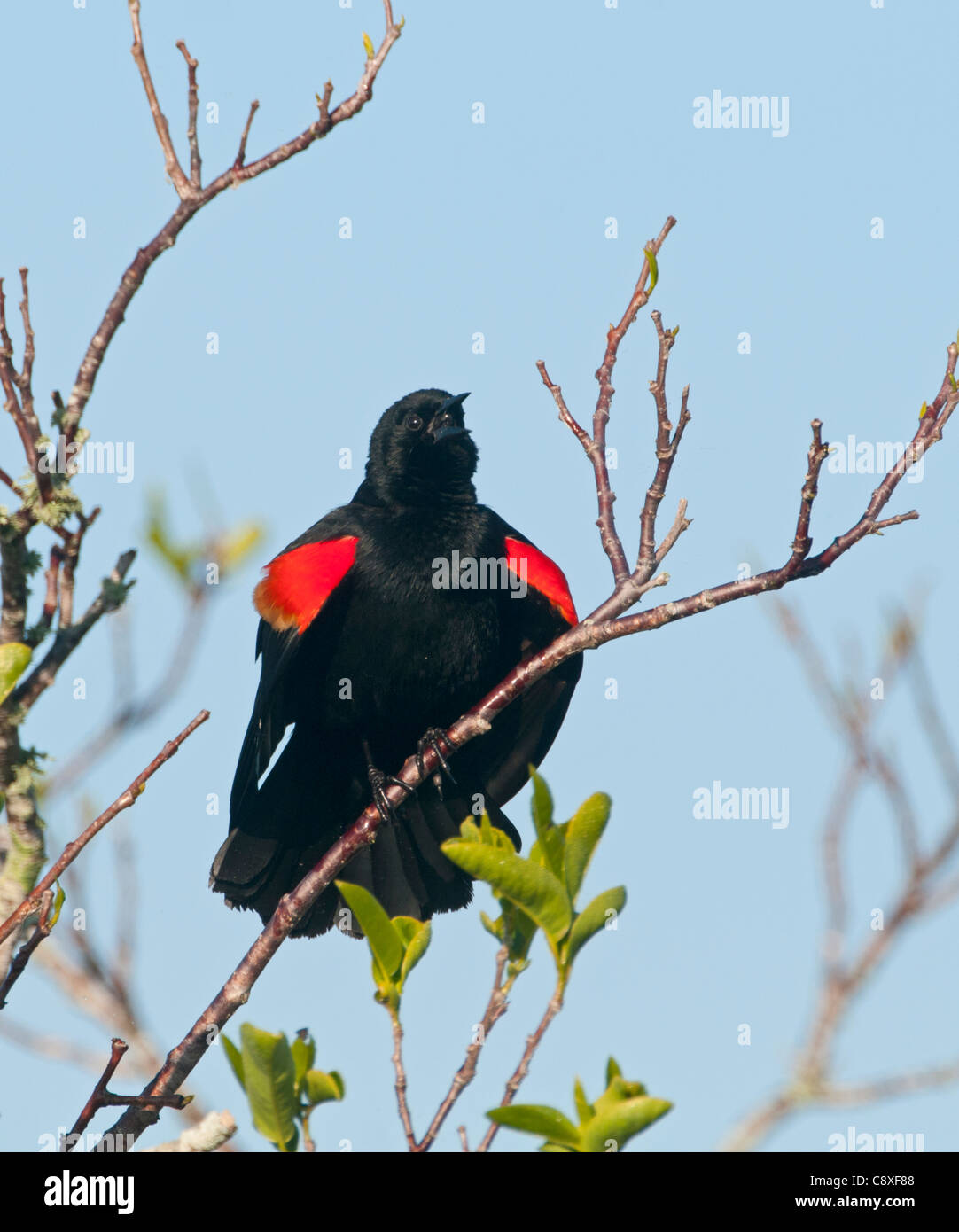 Rosso-winged Blackbird Agelaius phoeniceus cantare all'alba Everglades della Florida USA Foto Stock
