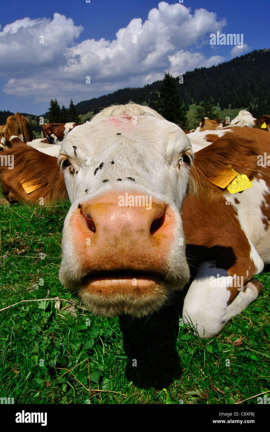 Bianco marrone vacche su un terreno coltivato Foto Stock