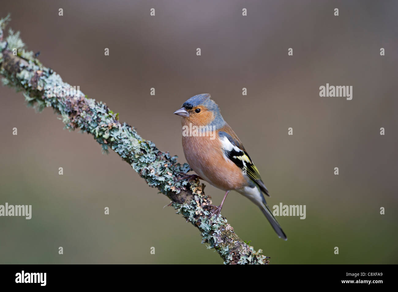 Fringuello Fringilla coelebs nel giardino invernale di Norfolk Foto Stock