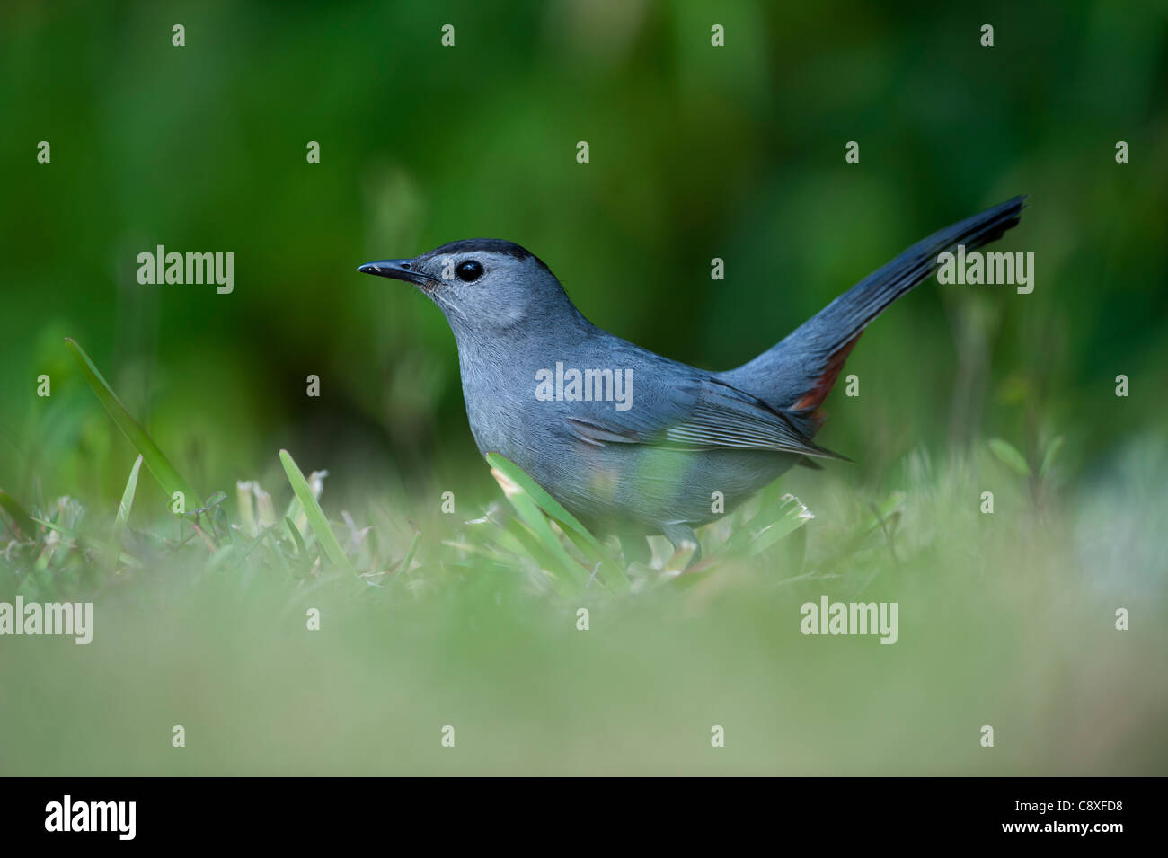 Grigio Dumetella Catbird carolinensis Florida USA Foto Stock