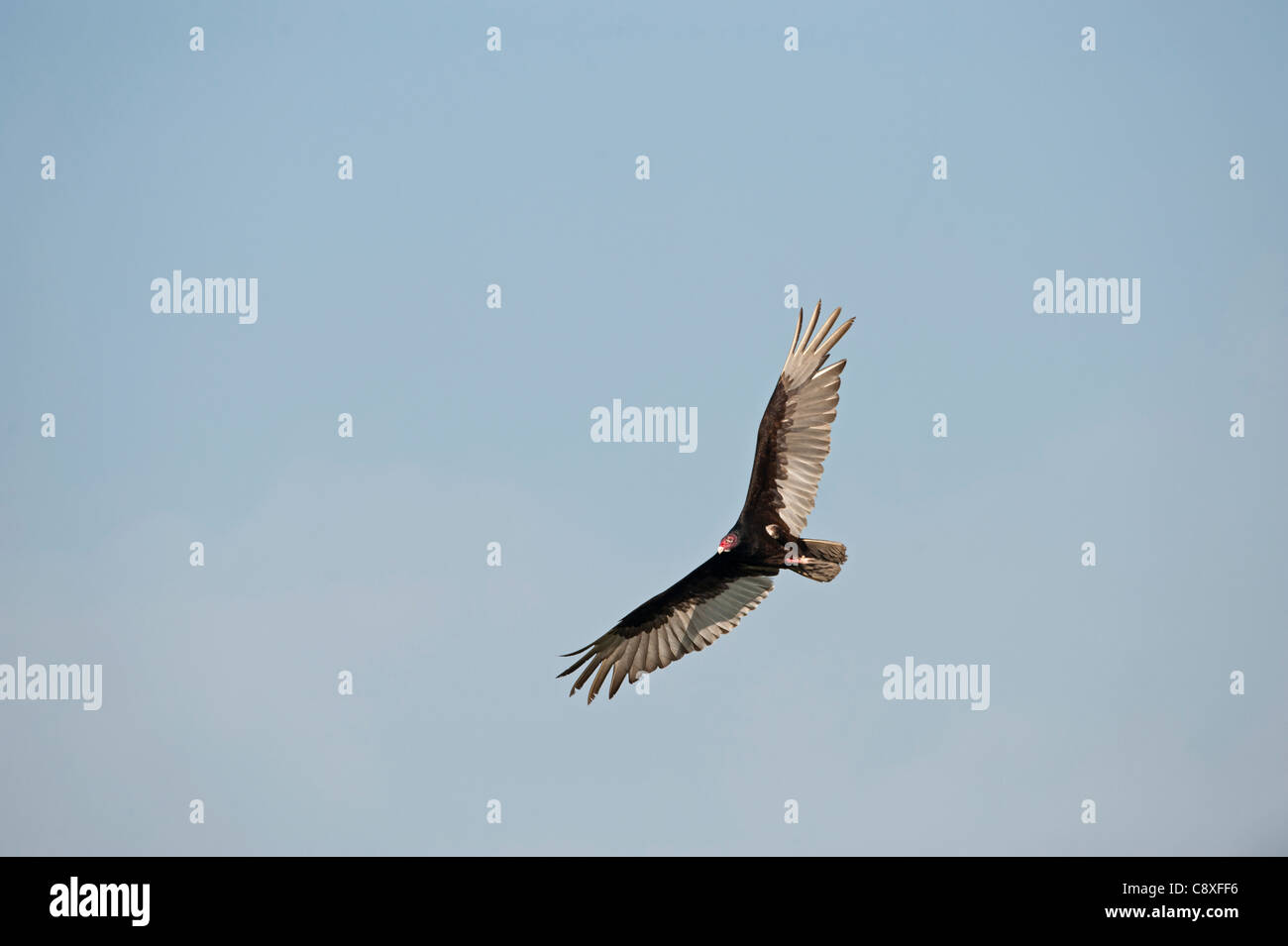 La Turchia Vulture Cathartes aura Florida USA Foto Stock