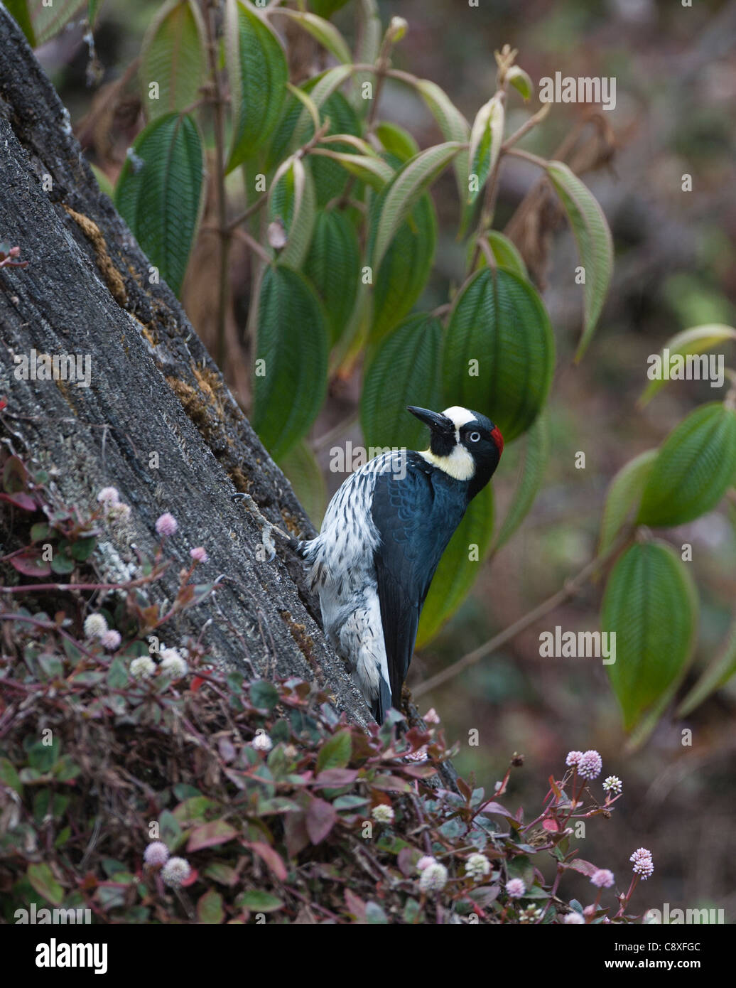 Acorn Woodpecker Melanerpes formicivorus Savegre Costa Rica Foto Stock