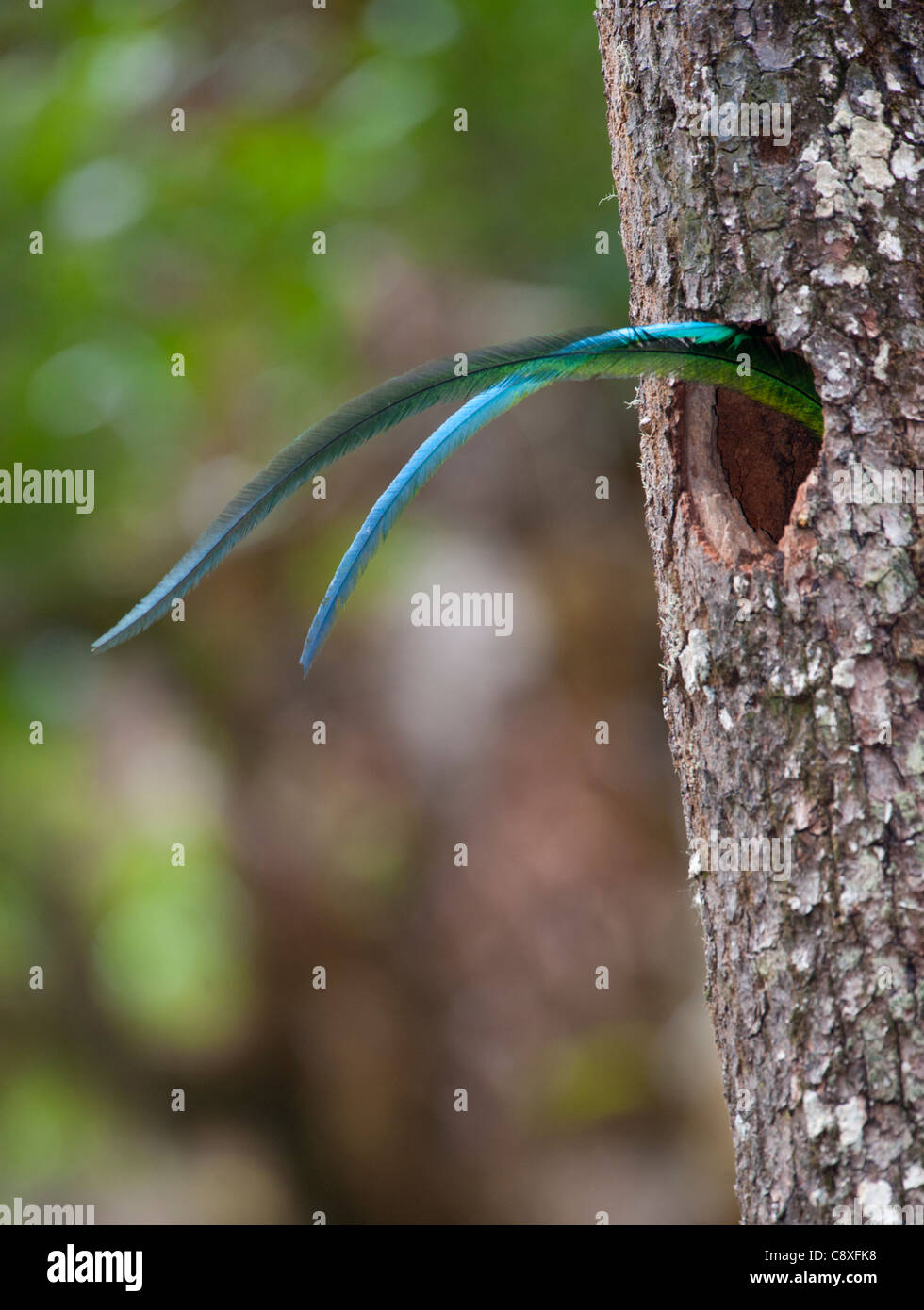 Risplendente Quetzal Pharomachrus mocinno maschi incollaggio di coda al di fuori del foro di nido durante la cova giovani Altipiani Centrali Costa Rica Foto Stock