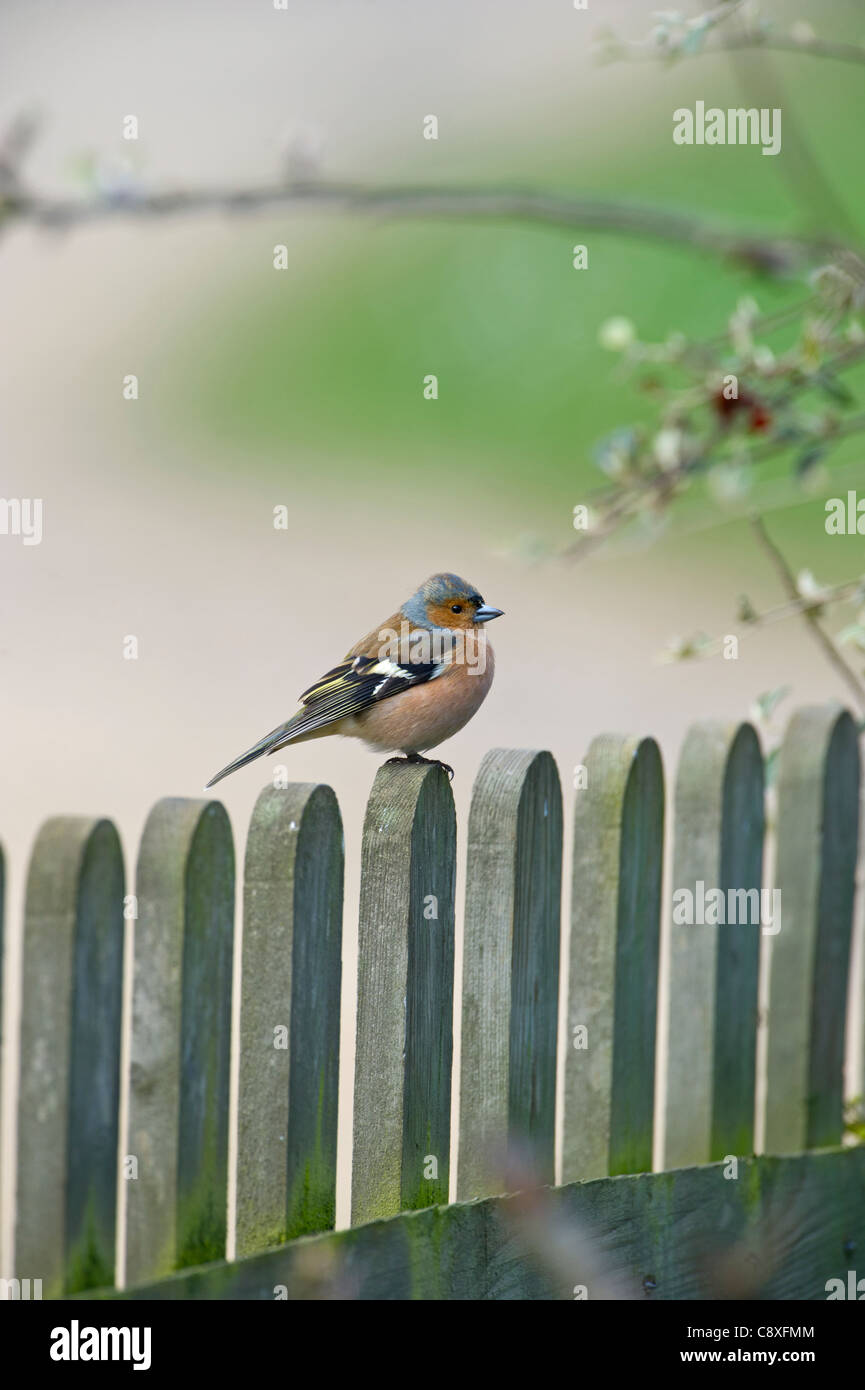 Fringuello Fringilla coelebs maschio su giardino recinto MOLLA DEL REGNO UNITO Foto Stock