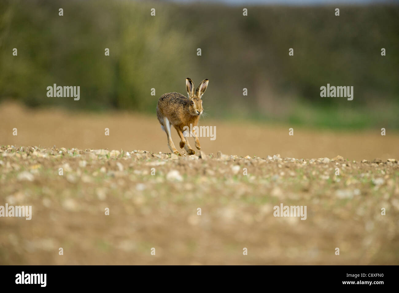 Brown lepre Lepus europaeus Norfolk molla Foto Stock