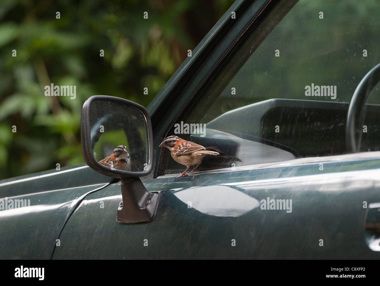 Rufous-Passero a collare facendo reagire alla riflessione in auto specchio parafango Savegre Costa Rica Foto Stock