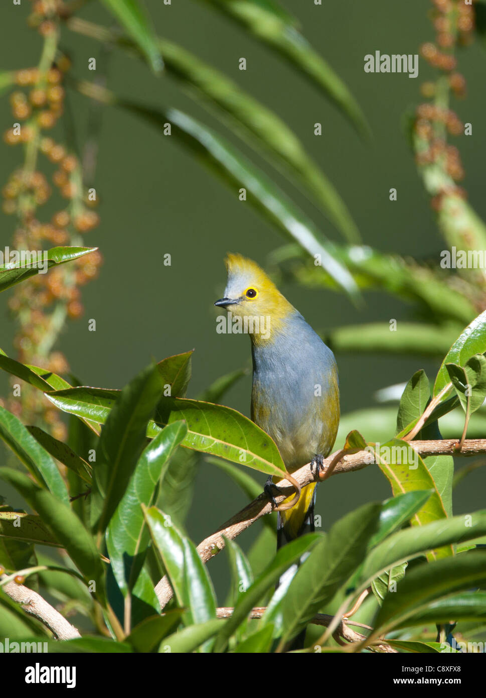 Long-tailed Flycatcher setosa Ptilogonys caudatus Savegre Costa Rica Foto Stock