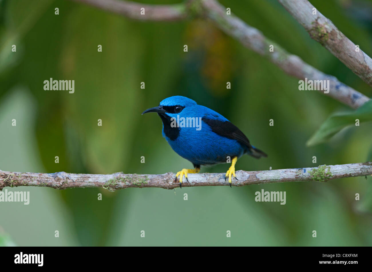 Shining Honeycreeper Cyanerpes lucidus La Selva Costa Rica Foto Stock