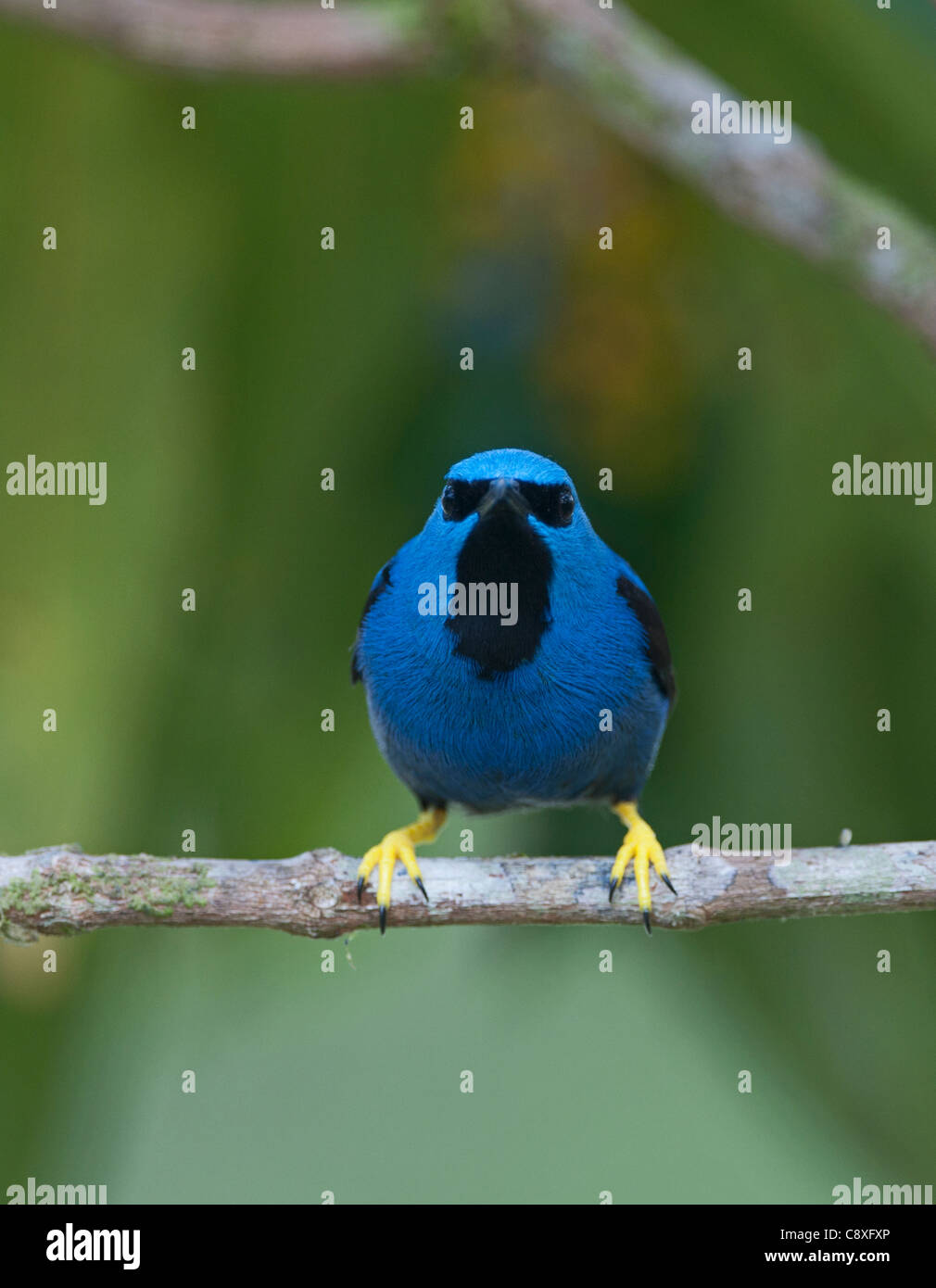 Shining Honeycreeper Cyanerpes lucidus La Selva Costa Rica Foto Stock