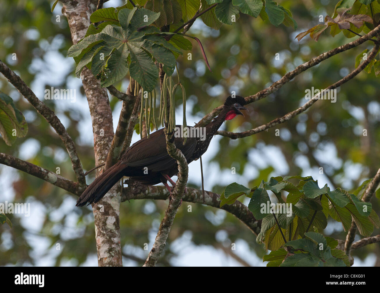 Crested Guan Penelope purpurascens La Selva Costa Rica Foto Stock