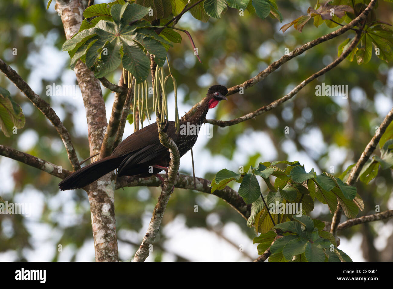 Crested Guan Penelope purpurascens La Selva Costa Rica Foto Stock