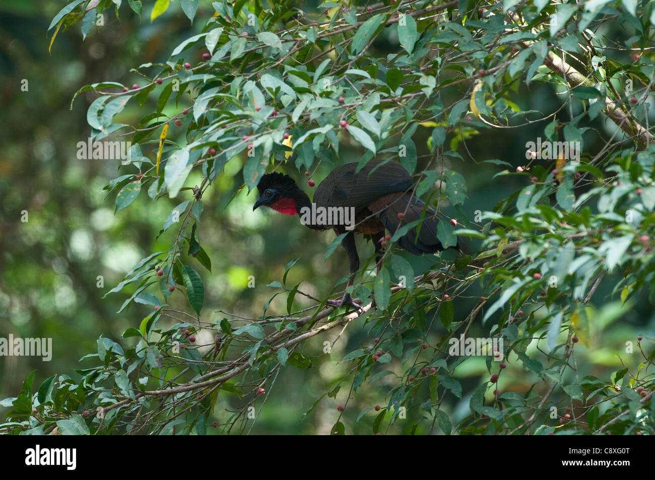 Crested Guan Penelope purpurascens La Selva Costa Rica Foto Stock