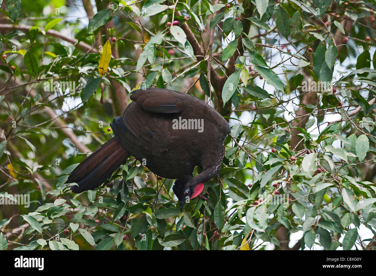 Crested Guan Penelope purpurascens La Selva Costa Rica Foto Stock
