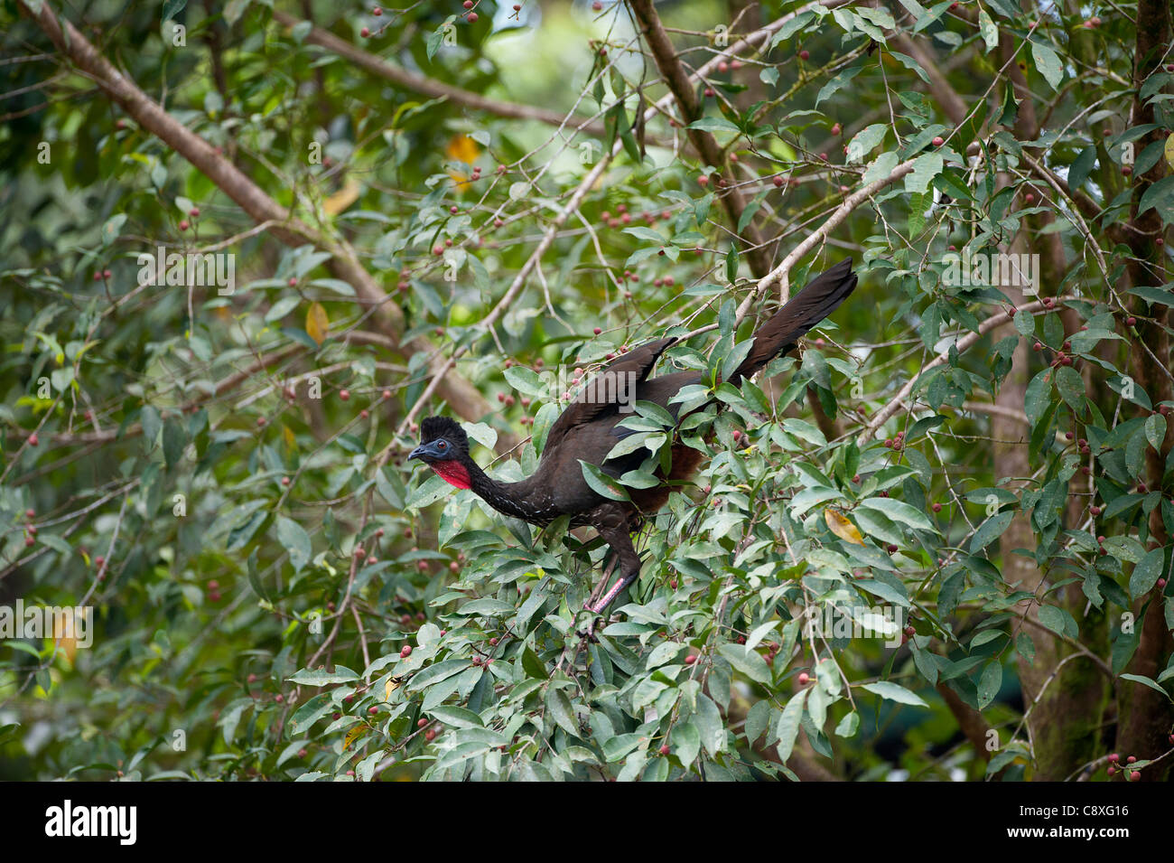 Crested Guan Penelope purpurascens La Selva Costa Rica Foto Stock