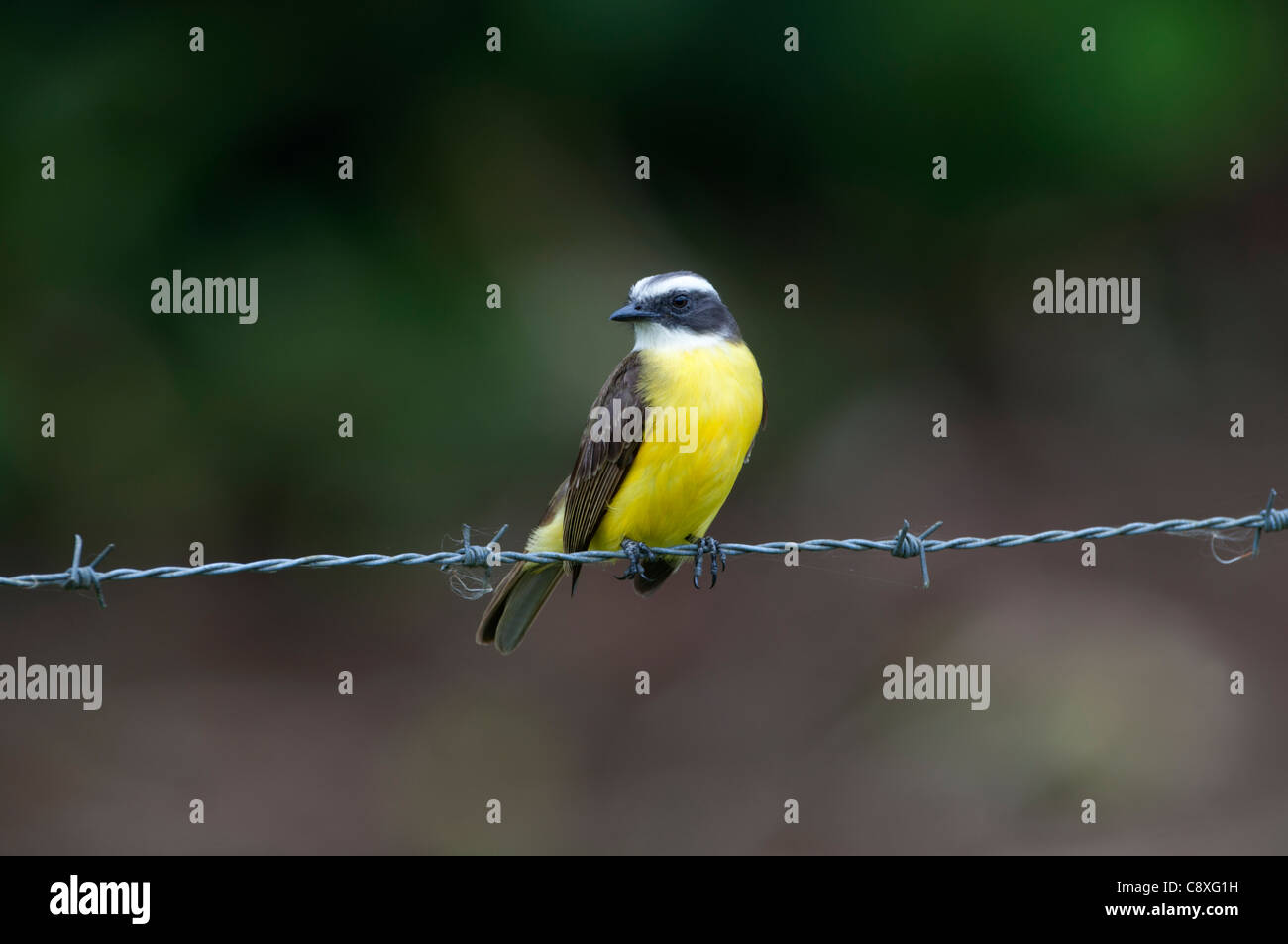 Bianco-inanellati Flycatcher Coryphotriccus La Selva Costa Rica Foto Stock