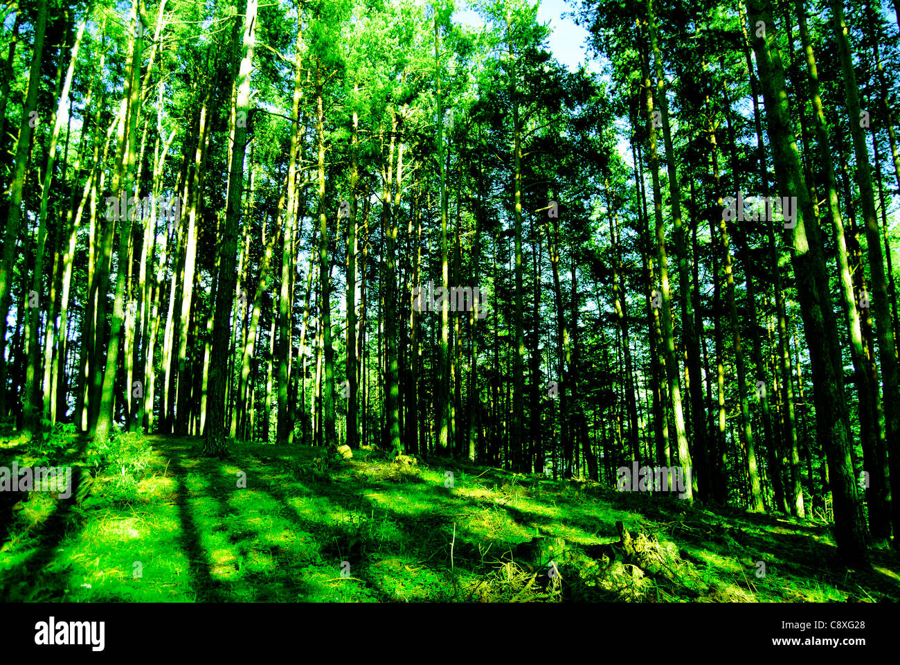 I raggi di luce solare nella foresta. In Renon, Italia, Alto Adige Foto Stock