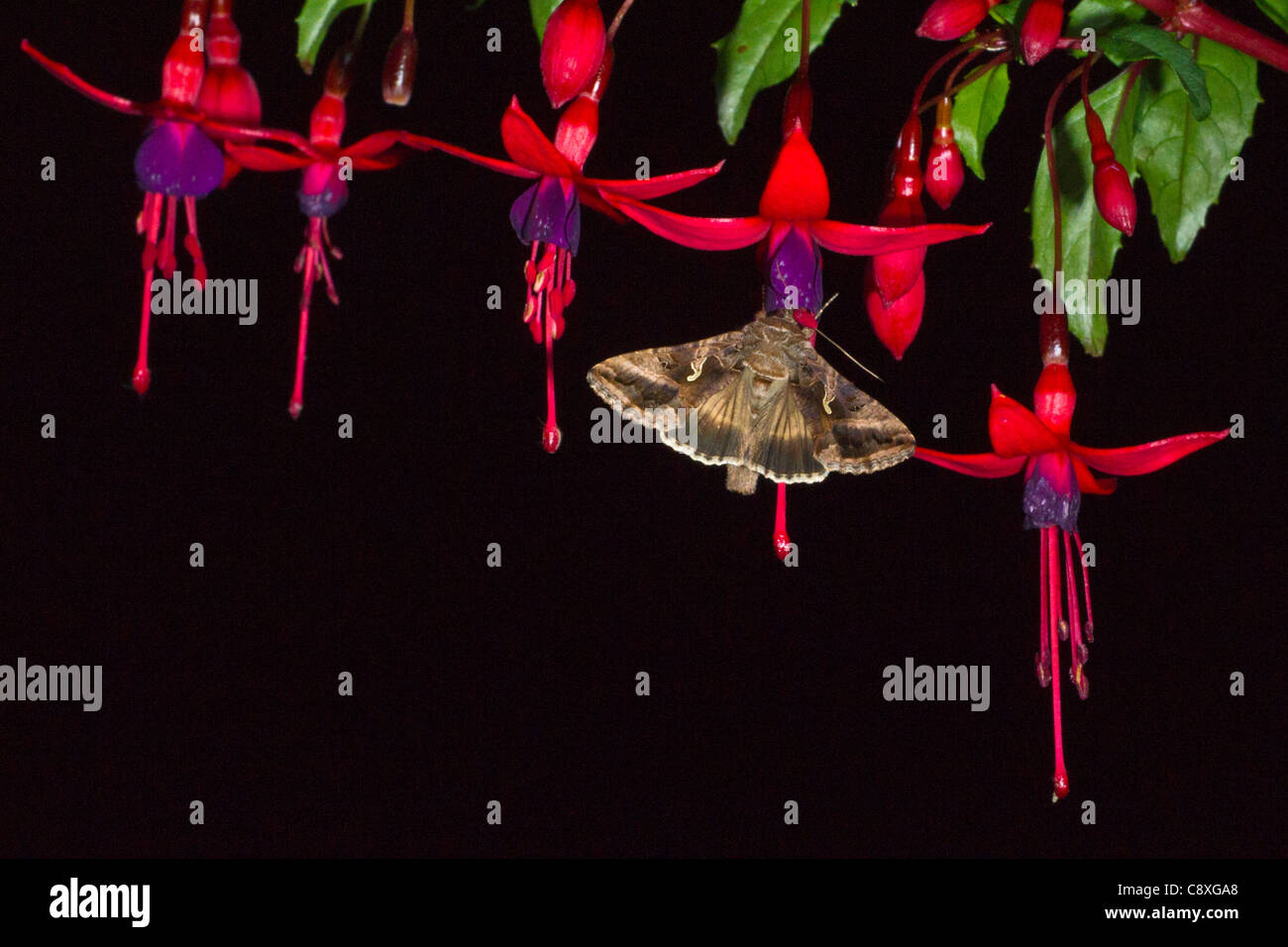 Argento Y Moth Autographa gamma su alimentazione fucsia fiori di notte nel giardino estivo di Norfolk Foto Stock