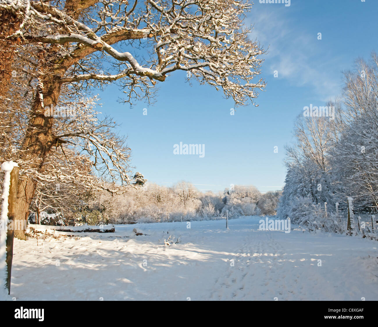 Bella vista sulla struttura ad albero e cielo blu sulla giornata invernale Foto Stock