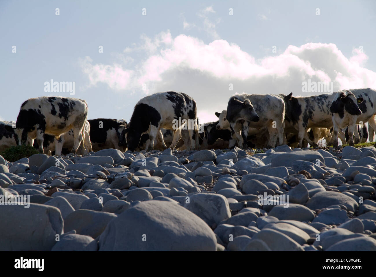 Le mucche frisone sulla spiaggia a Kilve nel Somerset, Inghilterra Foto Stock