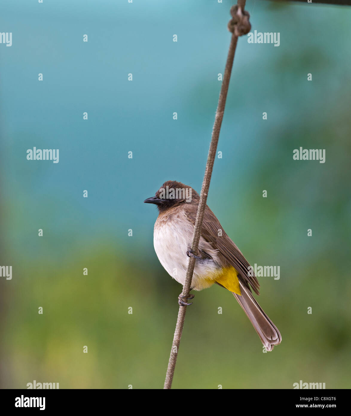 Bulbul comune Pycnonotus barbatus Masai Mara Kenya Foto Stock