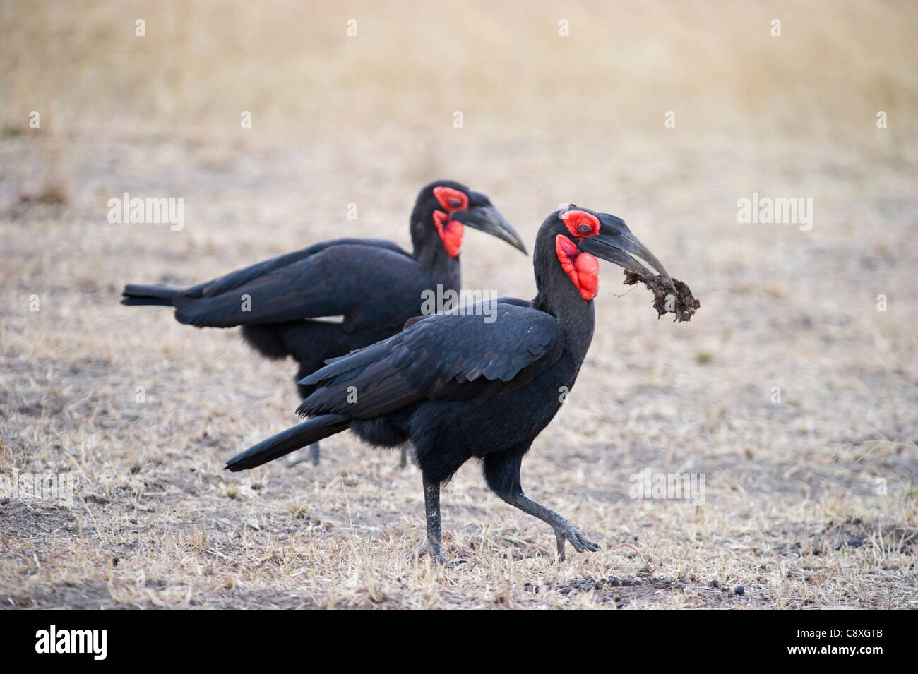 Massa meridionale Hornbill Bucorvus leadbeateri Masai Mara Kenya Foto Stock