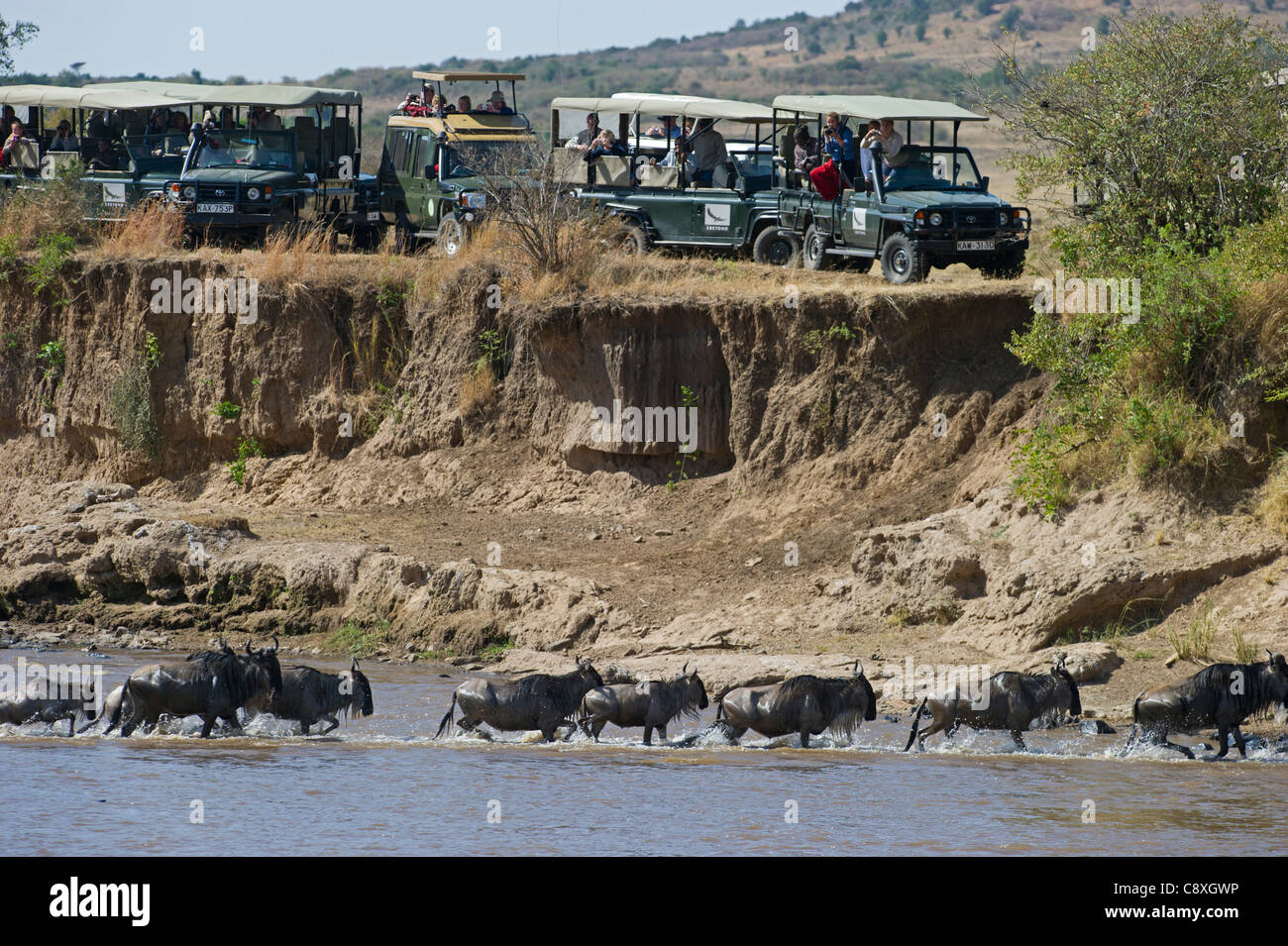 I turisti a guardare Gnu Attraversamento fiume Mara durante la Grande Migrazione Kenya Agosto Foto Stock