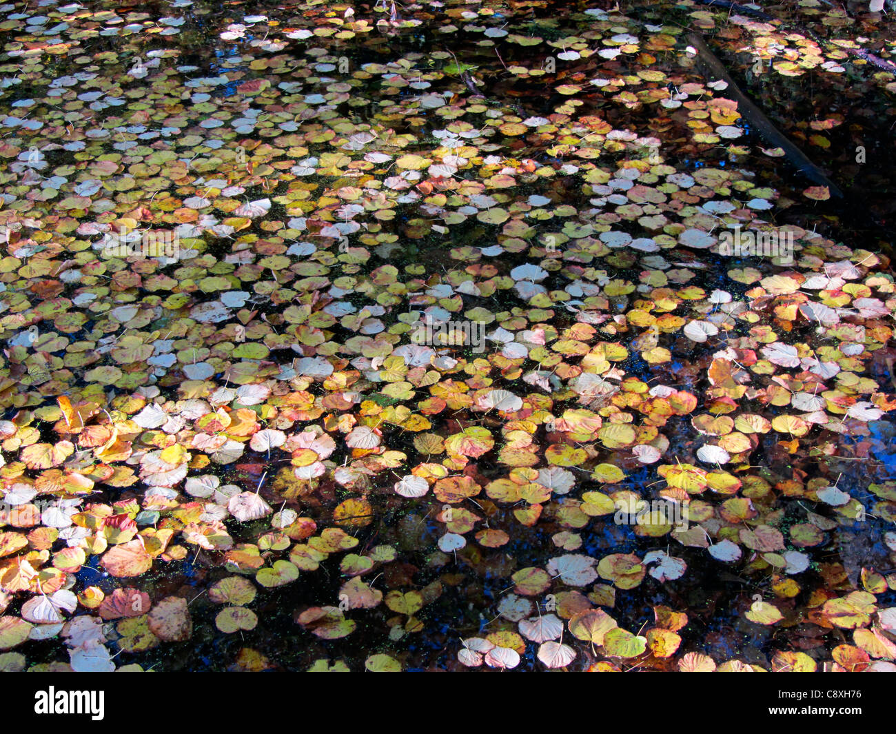 Stagno ricoperto di foglie di autunno, Alblasserdam, Olanda Foto Stock