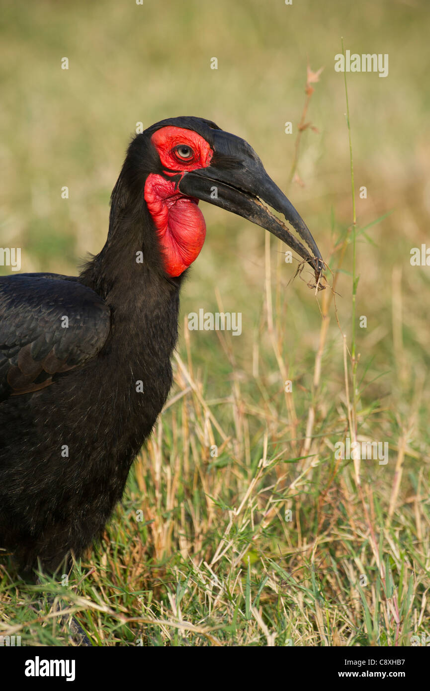 Massa meridionale Hornbill Bucorvus leadbeateri Masai Mara Kenya Foto Stock