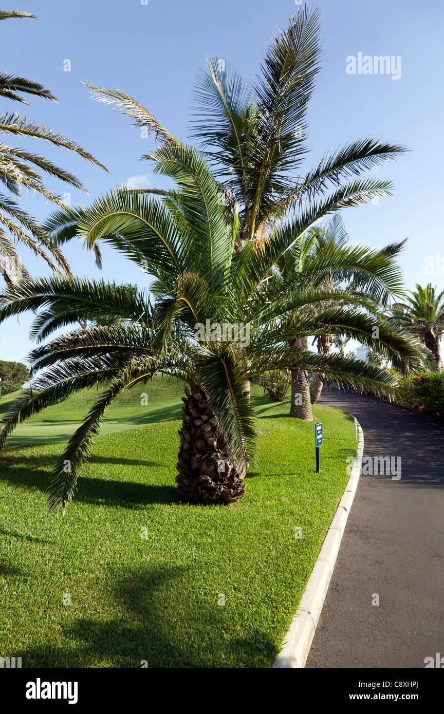 Splendide palme sul bordo del Belmont Hills Golf Course, Warwick Parish, Bermuda Foto Stock