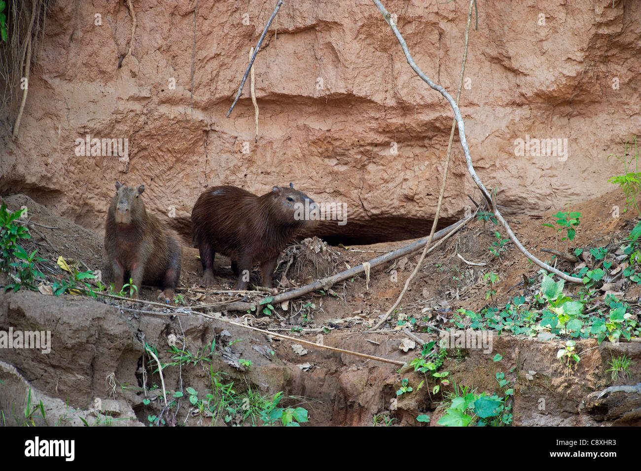 Capibara Hydrochaeris hydrochaeris a creta leccare sulla banca del fiume Tambopata Amazon Perù Foto Stock