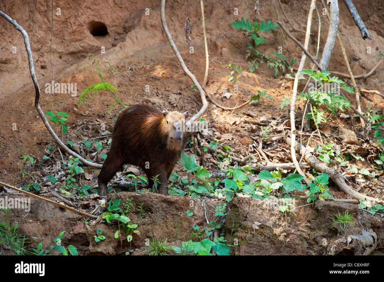 Capibara Hydrochaeris hydrochaeris a creta leccare sulla banca del fiume  Tambopata Amazon Perù Foto stock - Alamy