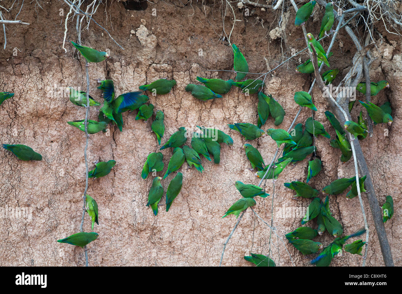 Cobalto-winged parrocchetto Brotogeris cyanoptera alla banca del fiume argilla leccare Tambopta Amazon Perù Foto Stock
