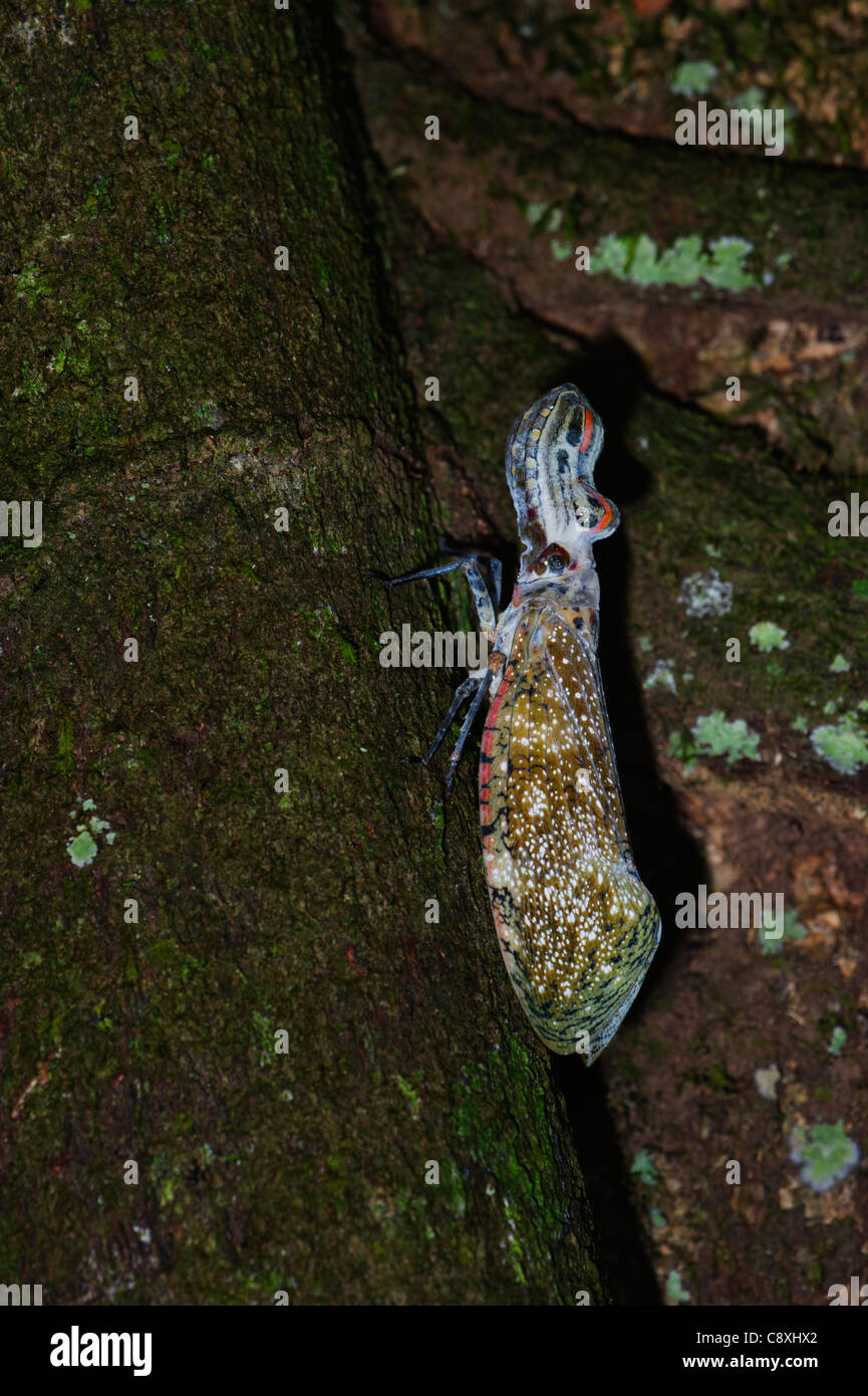 Lanterna Fly (Bug di alligatore) Fulgora laternaria Tambopata Amazon Perù Foto Stock