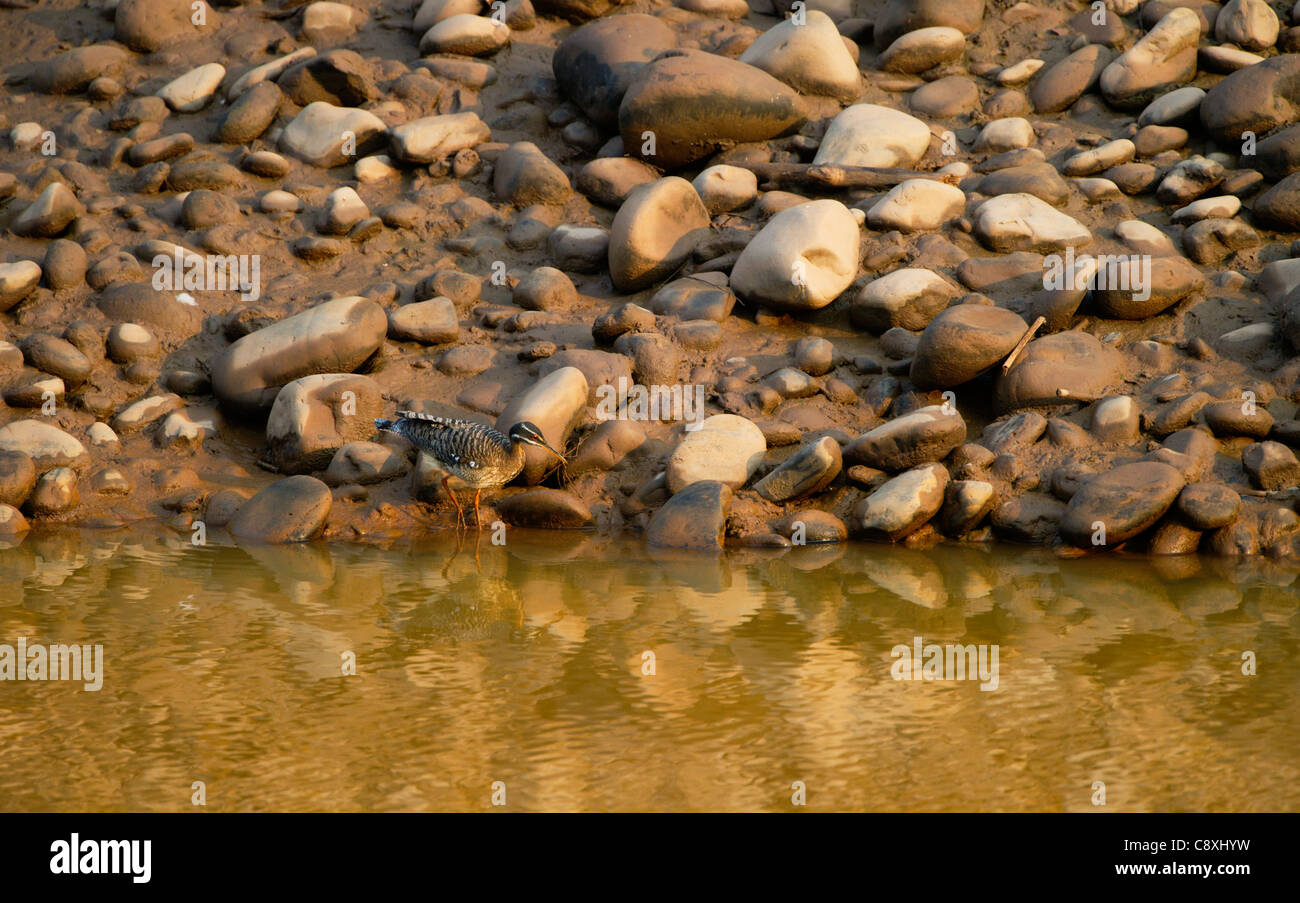 Sunbittern Eurypyga helias Amazon Perù Foto Stock