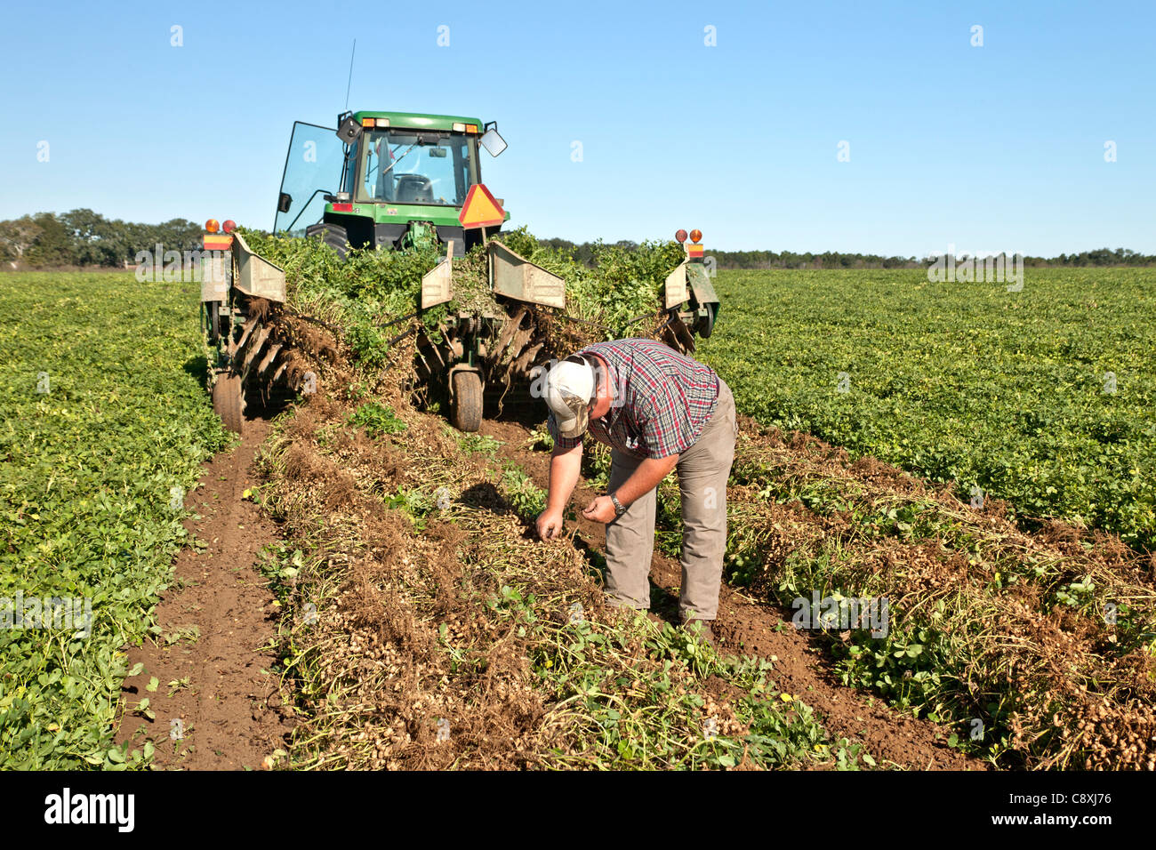 Agricoltore ispezione invertito il raccolto di arachidi Foto Stock