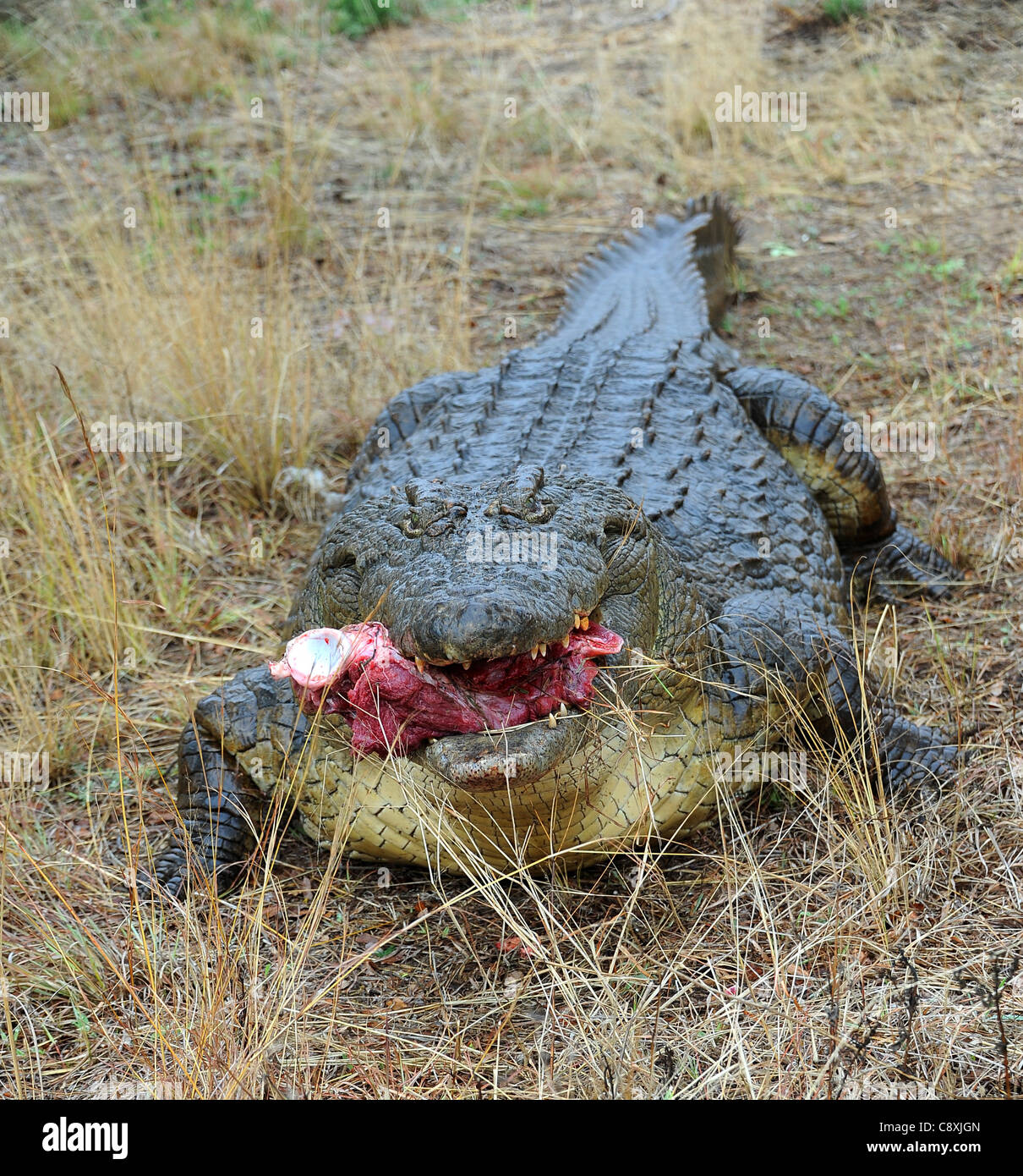Coccodrillo del Nilo (Crocodylus niloticus) vivono in Safari Imire Ranch. Lo Zimbabwe. Foto Stock