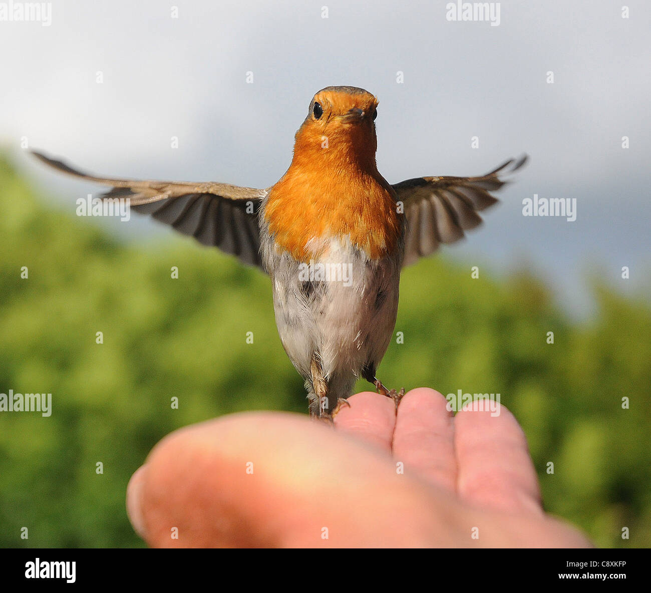 Un robin vola verso la mano di fotografi in un giardino ib Portchester, Hants Foto Stock