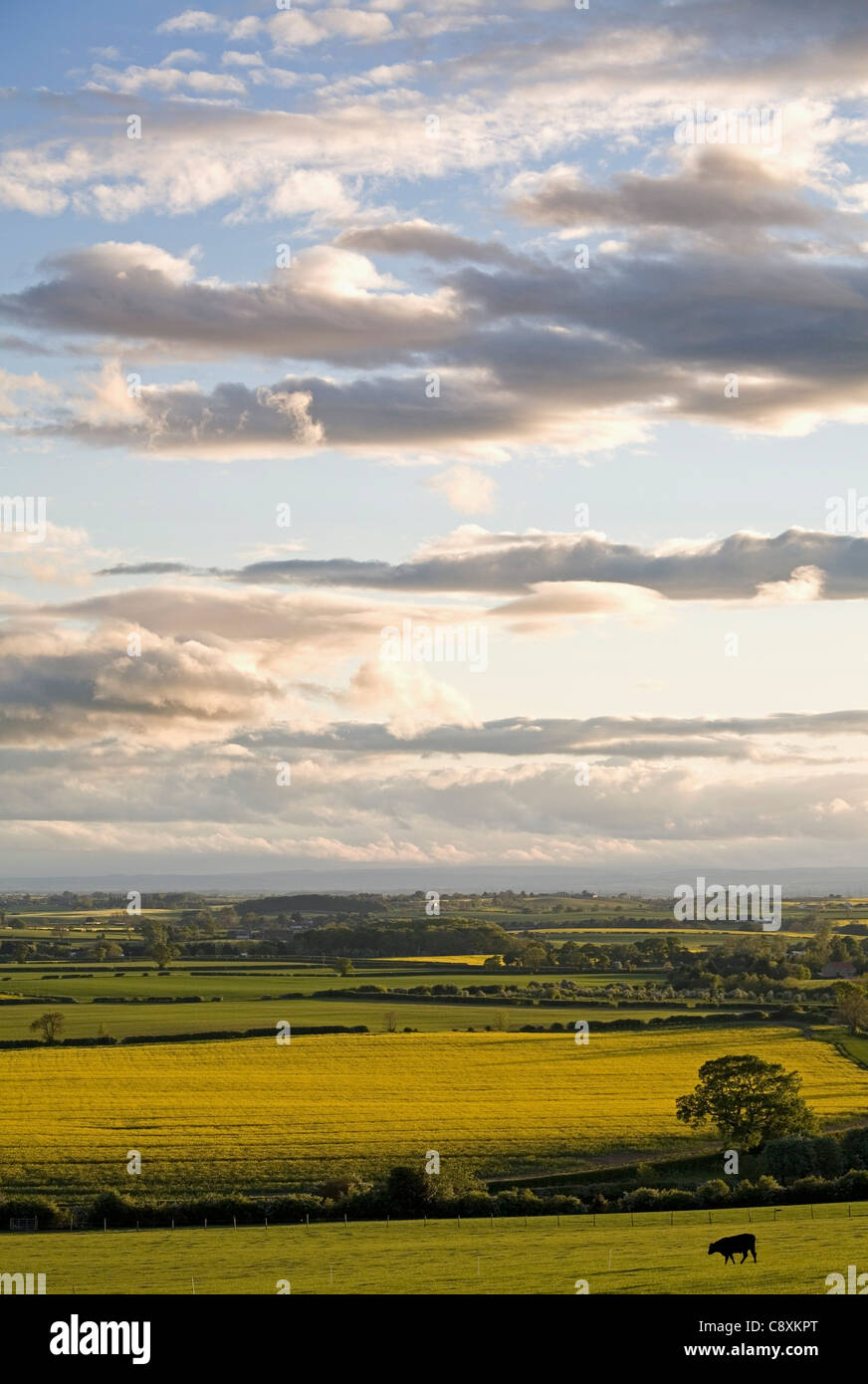 Vista sulla valle di Cleveland con campi di senape da Langbaurgh cresta Nord Yorkshire Inghilterra Foto Stock
