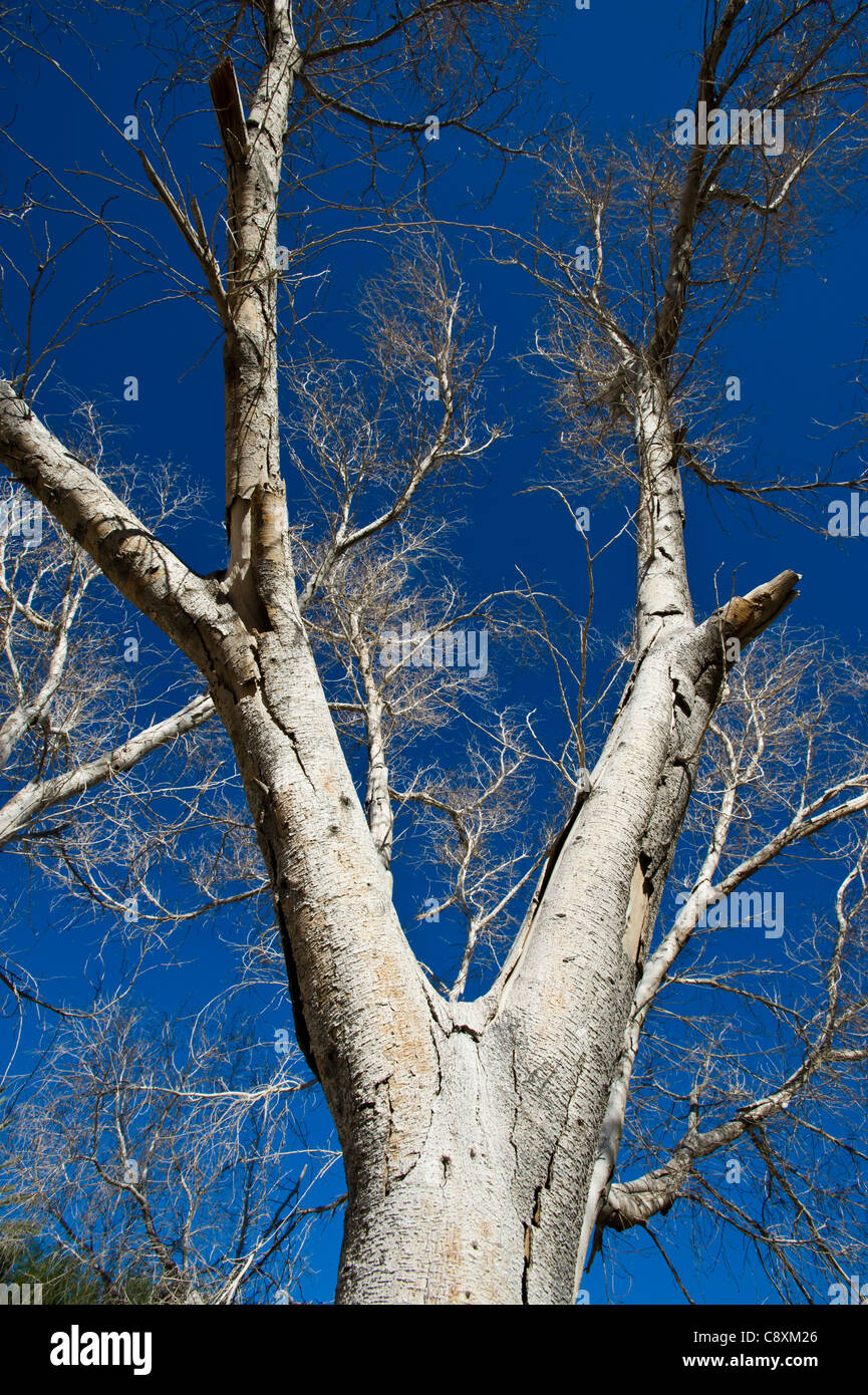 Sfrondato dei rami di un albero in Ai-Ais/transfrontaliera di Richtersveld National Park Namibia Foto Stock
