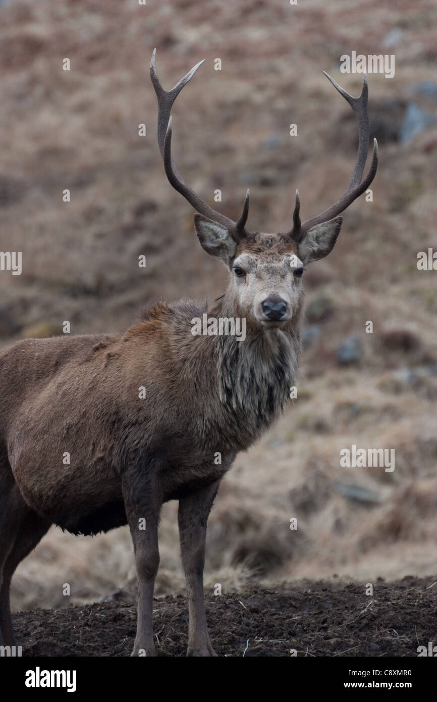 Cervi, Cervus elaphus, Capriolo sulla collina scozzese in inverno Foto Stock