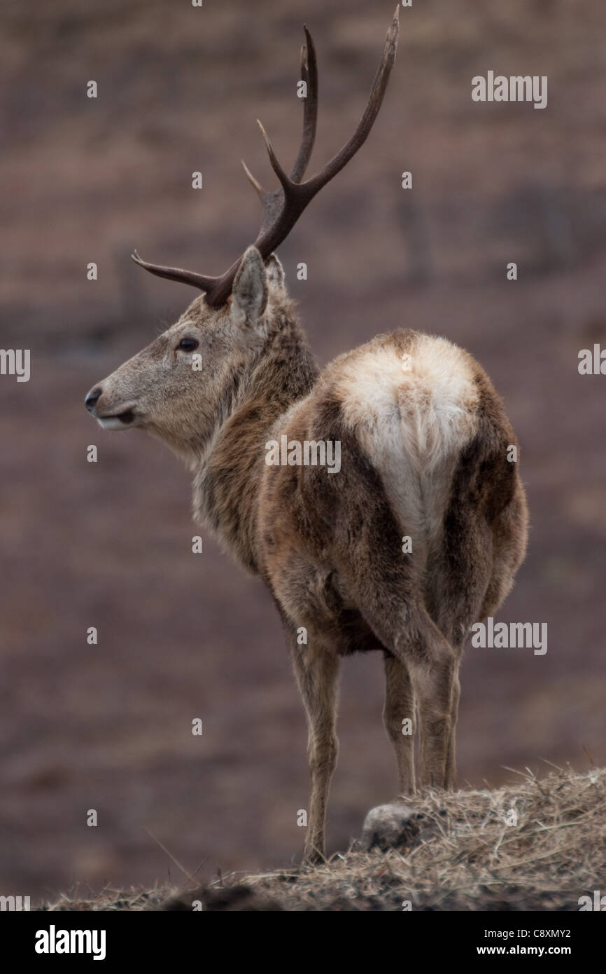 Cervi, Cervus elaphus, Capriolo sulla collina scozzese in inverno Foto Stock
